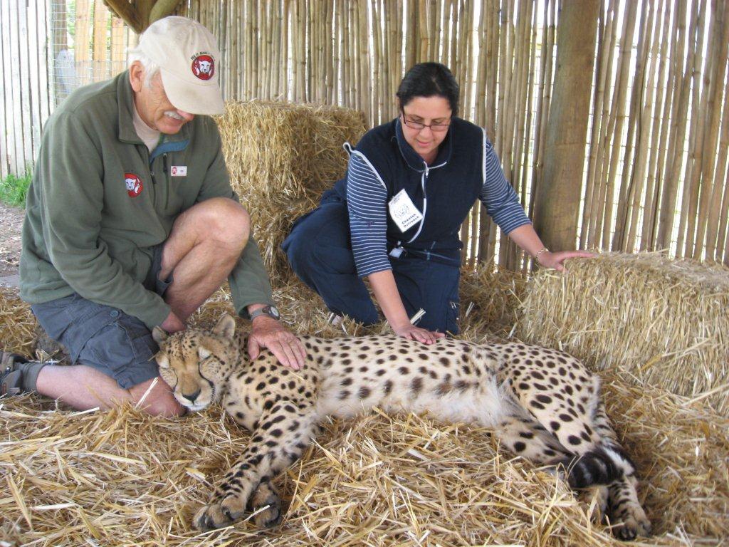 cheetah_atStellenbosch